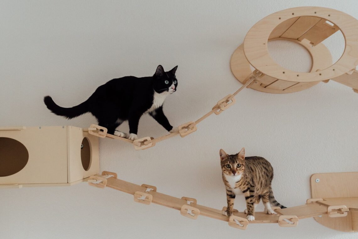 koty wspinające się po kocich domach